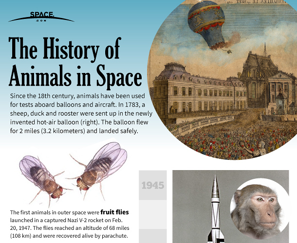 animal in space - infographic